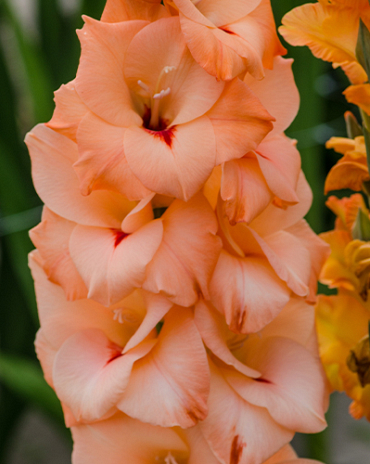 X 100 GLADIOLUS ORANGERIE 12/14