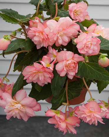 X 25 BEGONIA CASCADE FLORENCE 5/6