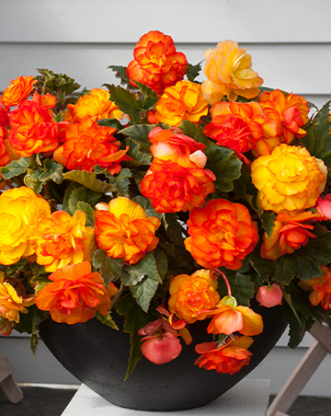 X 25 BEGONIA CASCADE SUNRAY 5/6