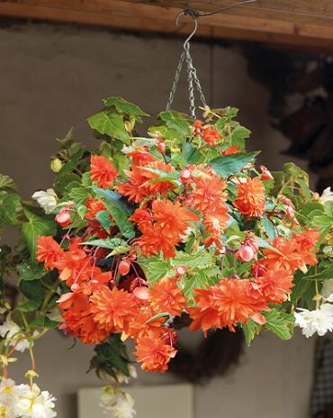 X 25 BEGONIA PENDULA ORANGE 4/5