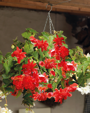 X 25 BEGONIA PENDULA RED 4/5