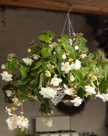 X 25 BEGONIA PENDULA WHITE 4/5