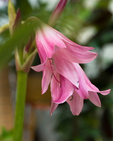 X 10 CRINUM POWELLI 20/24