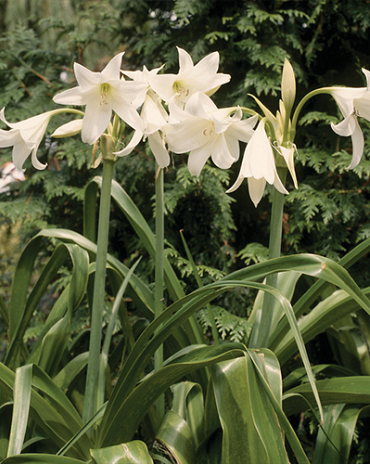 X 10 CRINUM POWELLII ALBUM 20/24