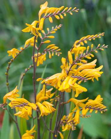 X 100 CROCOSMIA GEORGE DAVISON 8/+