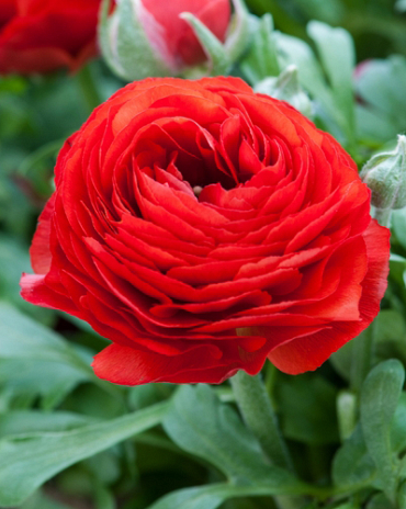 X 100 RANUNCULUS ROOD 6/7