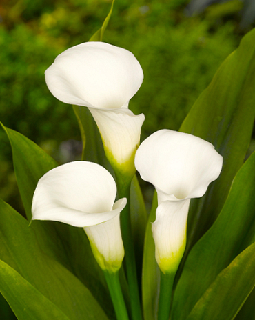 X 25 ZANTEDESCHIA CRYSTAL CLEAR 14/16