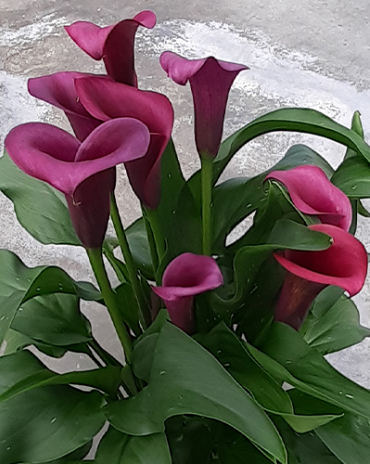 X 25 ZANTEDESCHIA DURBAN 14/16