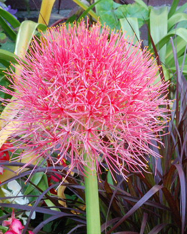 X 10 SCADOXUS MULTIFLORUS 16/18