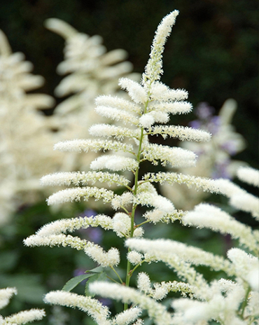 X 25 ASTILBE JAPONICA WASHINGTON 2/3