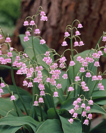 X 25 CONVALLARIA MAJALIS ROSEA I