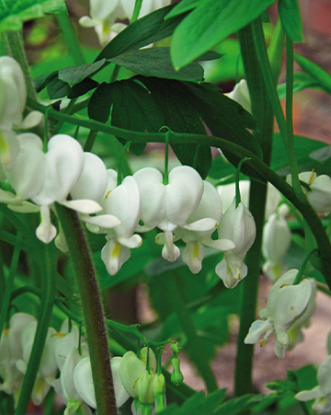 X 25 DICENTRA SPECTABILIS ALBA 2/3