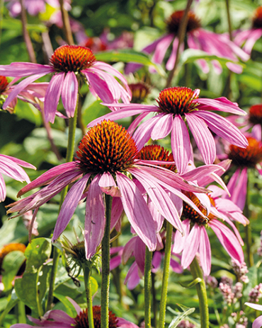 X 25 ECHINACEA PURPUREA  I