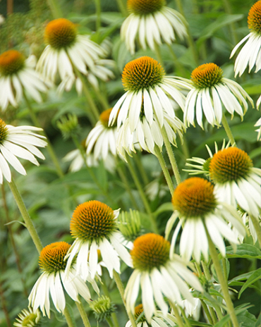 X 25 ECHINACEA WHITE SWAN  I