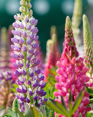 X 25 LUPINUS MIX I