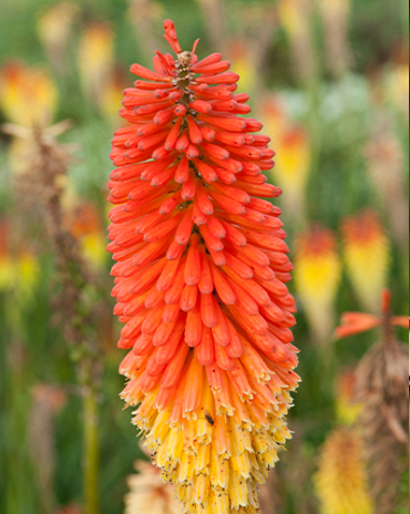 X 25 TRITOMA (KNIPHOFIA) ALCAZAR I