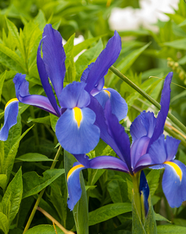 X 100 IRIS HOLLANDICA BLUE MAGIC 8/9