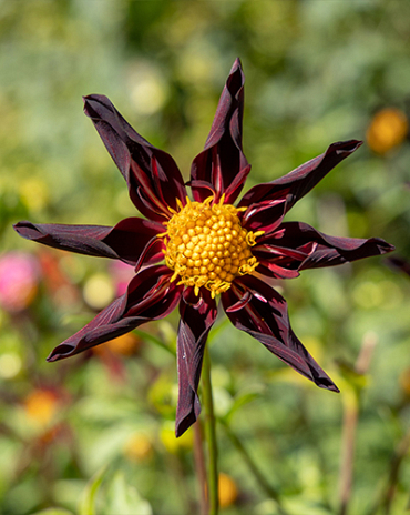 X 10 DAHLIA VERRONNE'S OBSIDIAN I