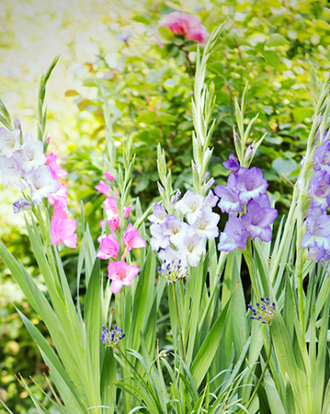 X 100 GLADIOLUS PASTEL MIX  12/14