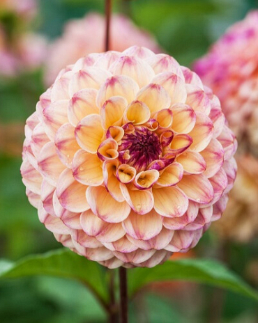 X 10 DAHLIA WINE EYED JILL I