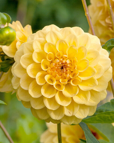 X 10 DAHLIA GOLDEN SCEPTER I