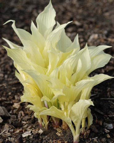 X 25 HOSTA WHITE FEATHER I