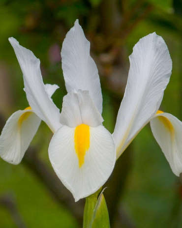 X 100 IRIS HOLLANDICA WHITE VAN VLIET 7/8