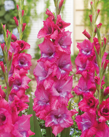 X 100 GLADIOLUS LUMMIERE 12/14