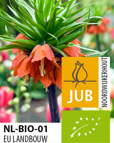 X   10 BIO FRITILLARIA IMP. RUBRA 18/+