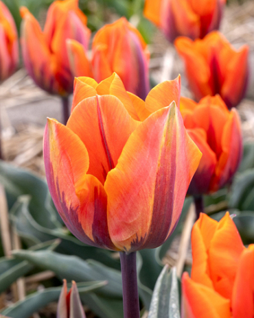 X 100 TULIPA PRINSES IRENE 10/11