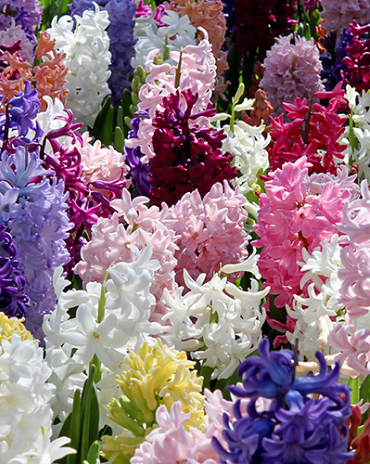 X   50 HYACINTHUS MIX 15/16