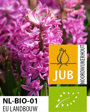 X   50 BIO HYACINTHUS PINK PEARL 15/17