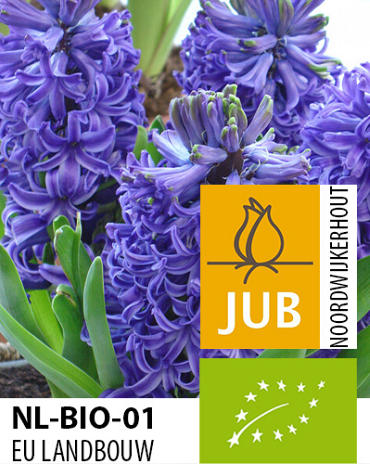 X   50 BIO HYACINTHUS BLUE PEARL 15/17