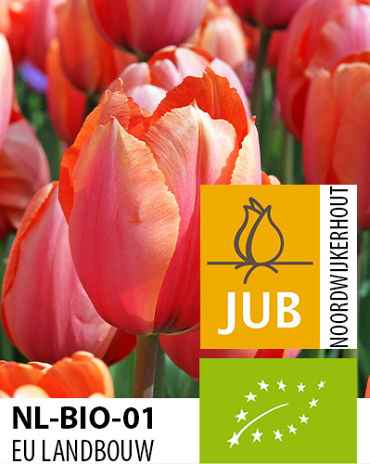 X 100 BIO TULIPA APRICOT IMPRESSION 11/12