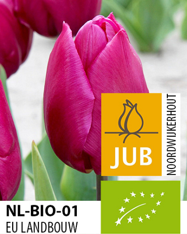 X 100 BIO TULIPA PURPLE PRINCE 11/12