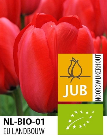 X 100 BIO TULIPA RED IMPRESSION 11/12