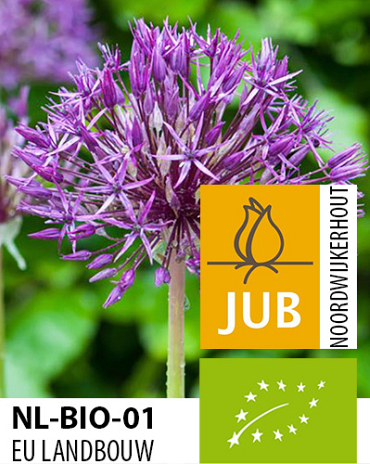 X   50 BIO ALLIUM PURPLE RAIN 10/12