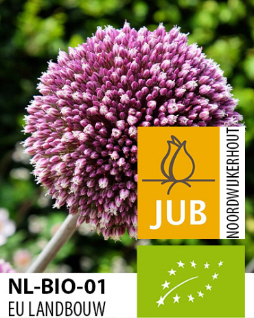 X   25 BIO ALLIUM SUMMER DRUMMER 12/+