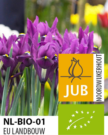 X 100 BIO IRIS RETICULATA J.S. DIJT 6/+