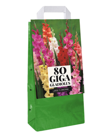 X 1 TAS 80 GLADIOLUS MIX 10/12