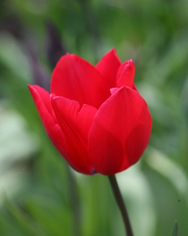 X 100 TULIPA RED ROVER 12/+