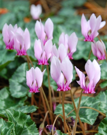 X   25 CYCLAMEN HEDERIFOLIUM (NEAP.) 30/35