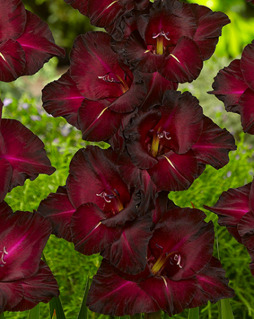 X 100 GLADIOLUS BLACK SURPRISE 12/14