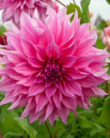 X 10 DAHLIA CAFE AU LAIT ROSE I