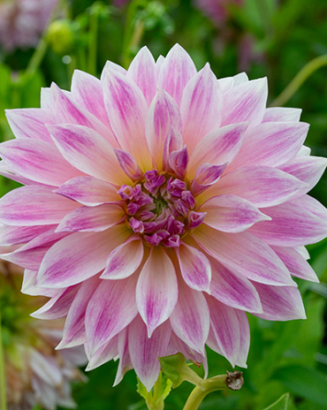 X 10 DAHLIA CAFE AU LAIT ROYAL I