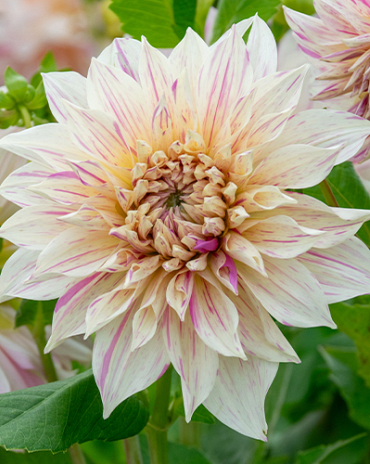 X 10 DAHLIA CAFE AU LAIT TWIST I