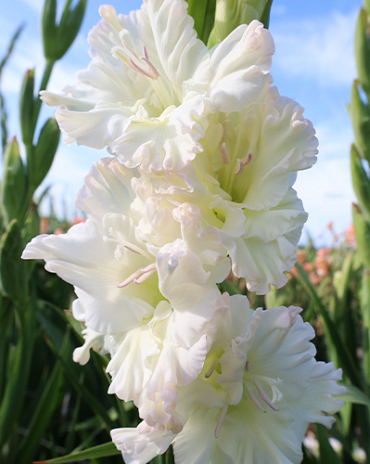 X 100 GLADIOLUS IVORY PERFECTION 12/14