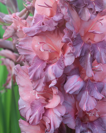 X 100 GLADIOLUS RUSTY CHESTNUT 12/14