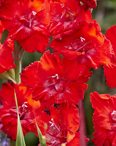 X 100 GLADIOLUS TANGO PASSION 12/14