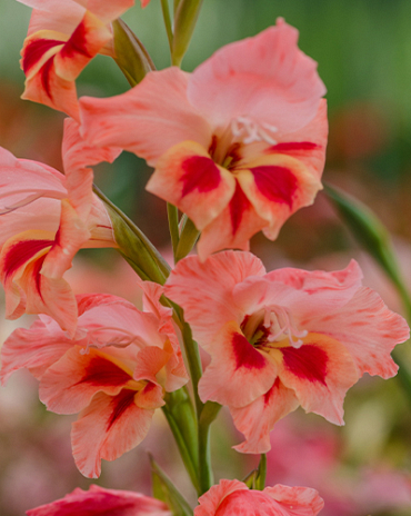 X 100 GLADIOLUS NATHALIE 8/9